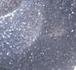 Silver Glitz